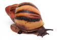Archachatina marginata suturalis 1b juvenil